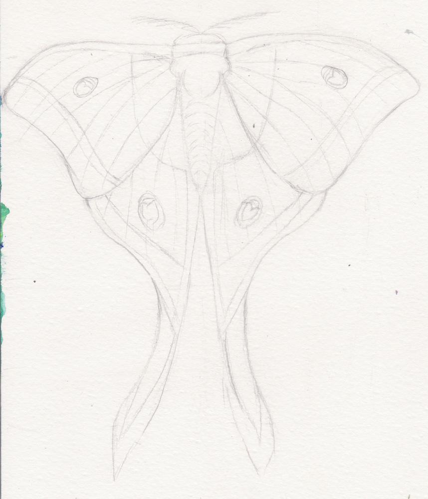 luna moth drawing joanne seale